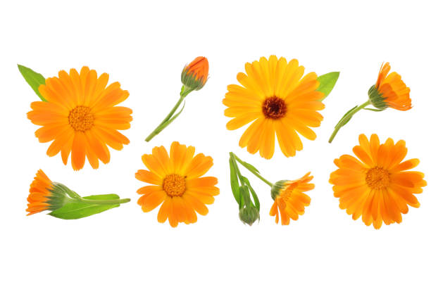 istock Calendula. Marigold flower isolated on white background with copy space for your text. Top view. Flat lay pattern 1035070138