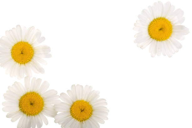 istock chamomile or daisies isolated on white background with copy space for your text. Top view. Flat lay 1035070386