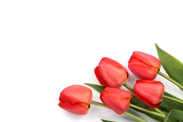 istock Beautiful red tulips on white background with copy space for text. Top view, flat lay 1035070406