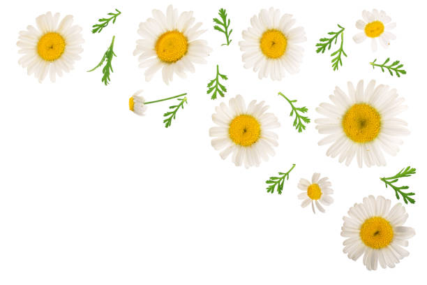 istock chamomile or daisies with leaves isolated on white background with copy space for your text. Top view. Flat lay 1035070442