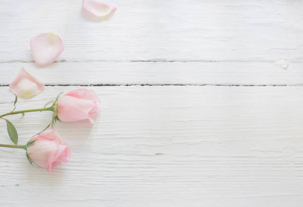 istock pink roses on white wooden background 1035074024