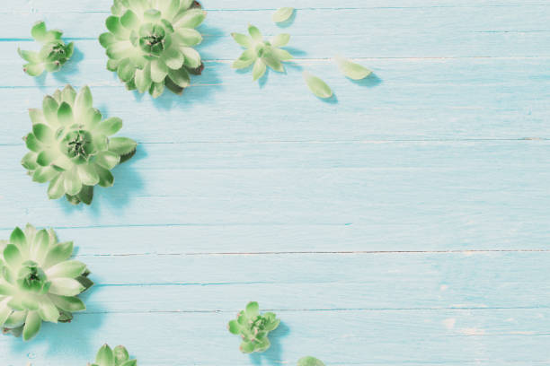 Succulents on old blue wooden background