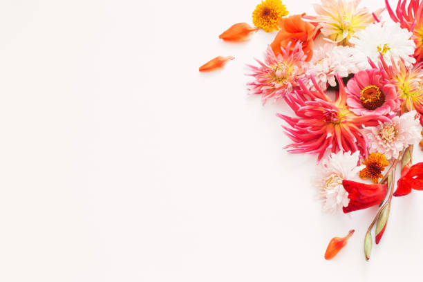 istock autumn flowers on white background 1035074218
