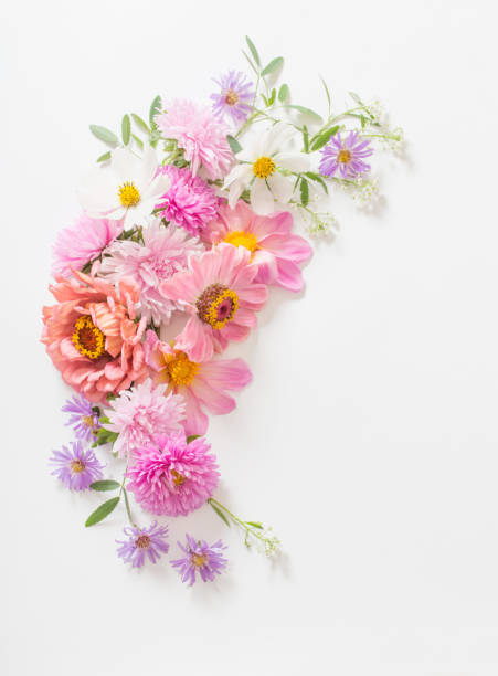 istock pink flowers on white background 1035077848