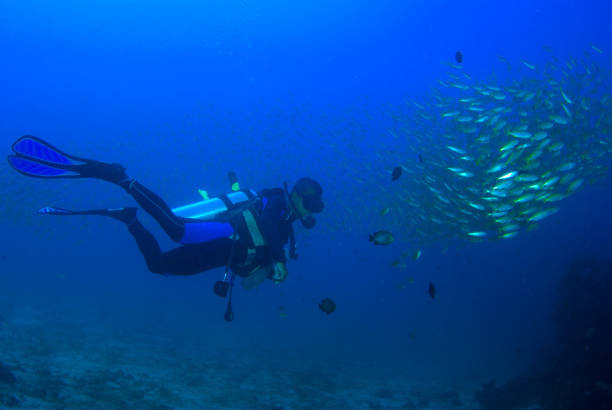 istock Scuba Diver with yellow fish underwater 1035081378