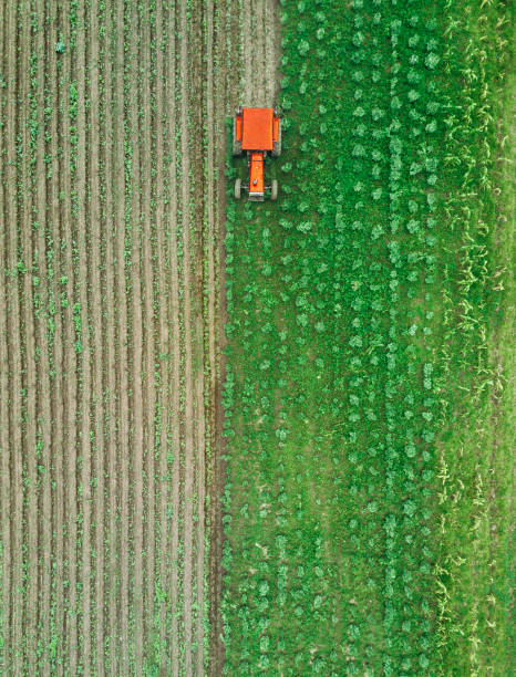istock Tractor workin on green field, aerial drone view 1035082156