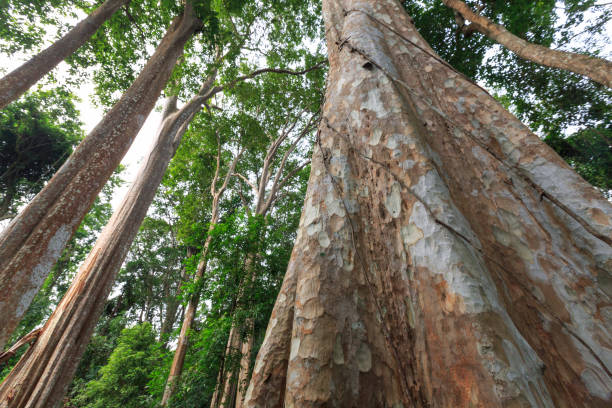 istock Lagerstroemia calyculata Kurz tree and bark, in Thailand 1035083040