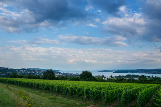 istock Germany, Lake constance in twilight atmosphere behind green vineyards 1035083430