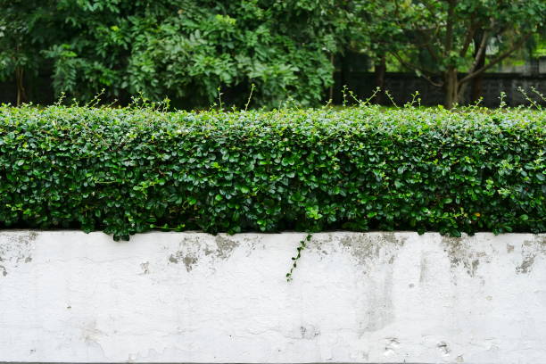 fondo de hoja verde de naturaleza y cobertura texturizada con árbol - fence formal garden gardening ornamental garden fotografías e imágenes de stock