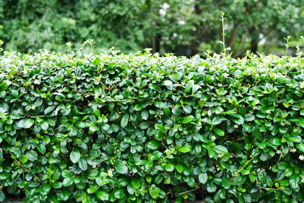 arrière-plan de feuille verte nature et haie texturé avec arbre - formal garden wall ornamental garden walled garden photos et images de collection