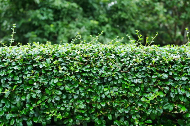 fondo de hoja verde de naturaleza y cobertura texturizada con árbol - fence formal garden gardening ornamental garden fotografías e imágenes de stock