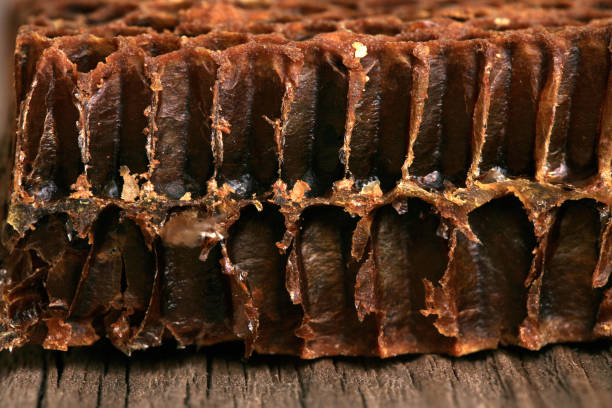 istock Cross-section through the interior of an old honeycomb. 1035089352