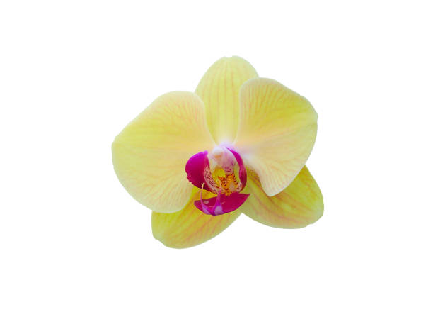 istock Soft focus, Beautiful orchid flower isolated on white background 1035094954