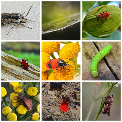 montage of nine different insects in natural habitat