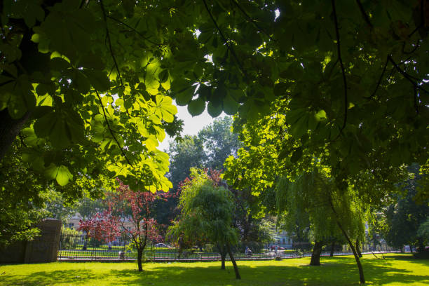 istock Beautiful green summer park outdoors. Blooming trees and emerald grass. 1035100792