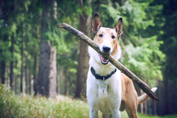istock Smooth collie dog playing with stick in forest 1035103636