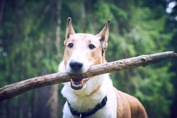 istock Smooth collie dog playing with stick in forest 1035103742