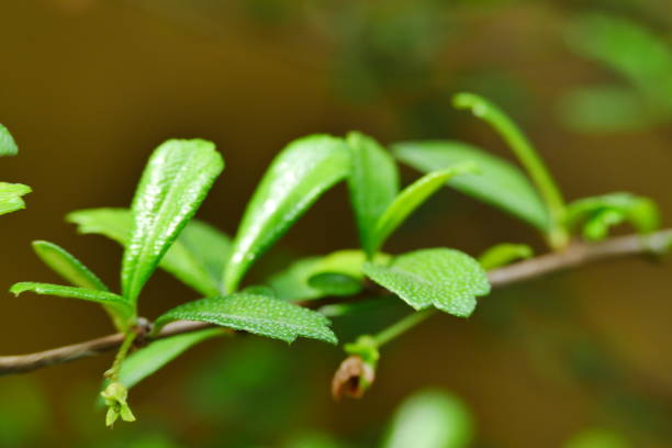 istock Branch of fresh bay laurel leaves 1035109206
