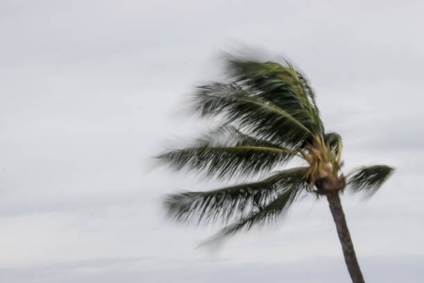 Blowing Palm Tree during Storm in Hawaii stock photo