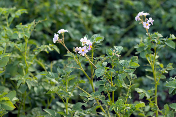 istock Flower of young growing potatoes 1035109686