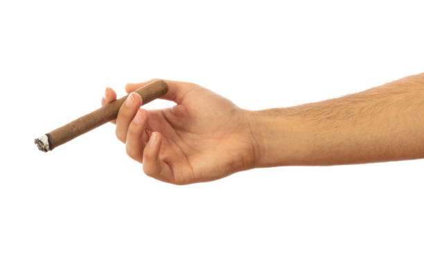 Cuban cigar in a male hand isolated on white background, clipping path Smoking. Cuban cigar in a male hand isolated on white background, clipping path cuban man smoking big cigar stock pictures, royalty-free photos & images