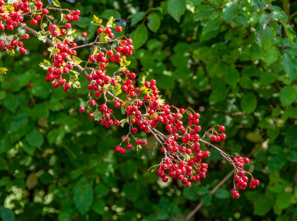 frutos do espinheiro, crataegus - pyrinae - fotografias e filmes do acervo