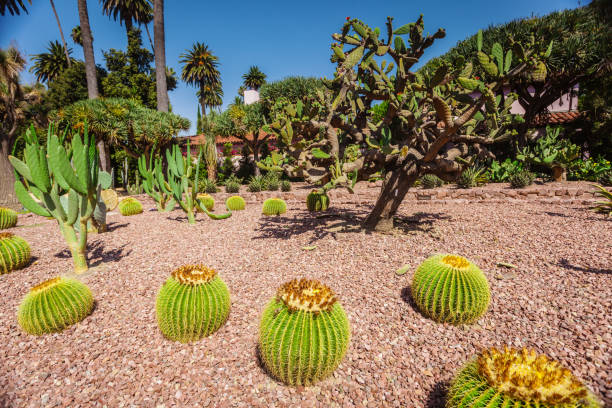 istock Cactus park at beverly gardens park 1035118092