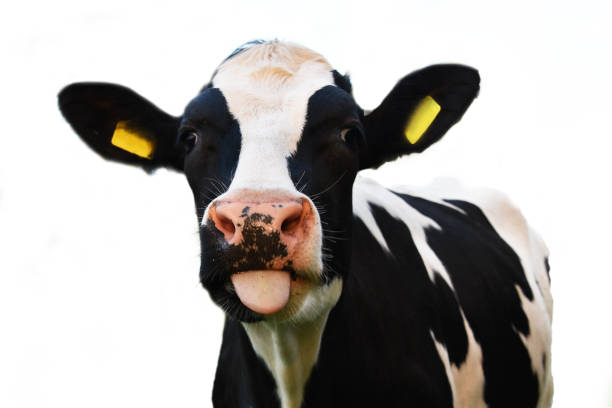 Vacas Graciosas - Banco de fotos e imágenes de stock - iStock Vacas Graciosas - Banco de fotos e imágenes de stock - iStock