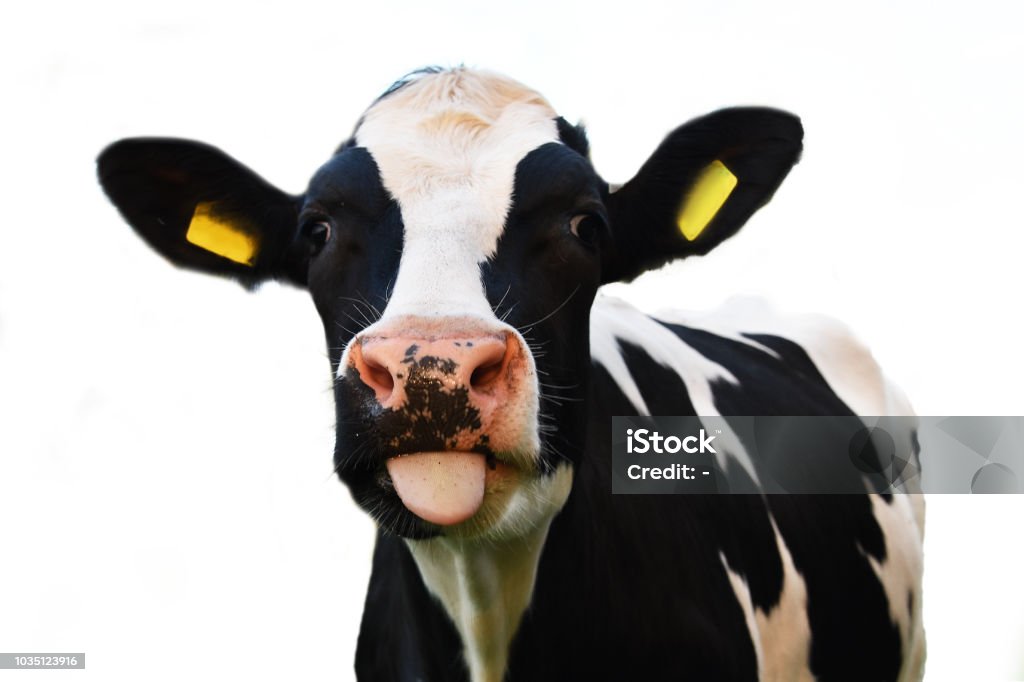 Crazy cow sticking out of his tongue isolated on white background Domestic Cattle Stock Photo