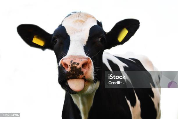 Foto de Vaca Louca Saindo Da Sua Língua Isolada No Fundo Branco e mais fotos de stock de Gado Doméstico Bovino