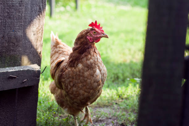 istock The cjicken close-up 1035126770
