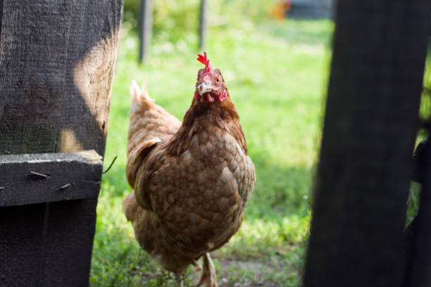 istock The cjicken close-up 1035126778