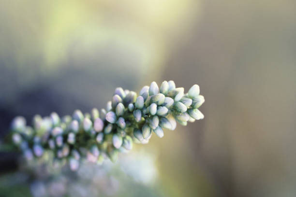 Meadow flower branch in pastel colors