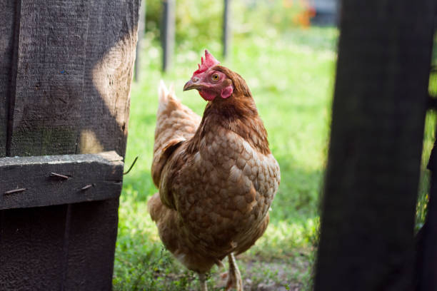 istock The cjicken close-up 1035126828