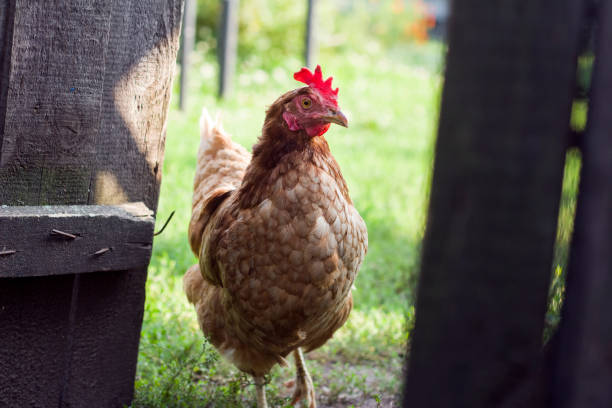 istock The cjicken close-up 1035126834