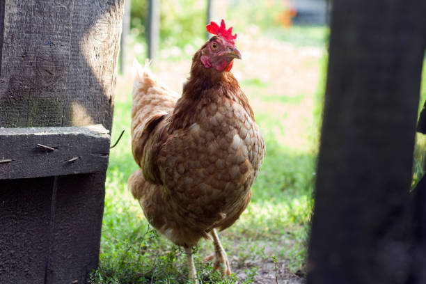 istock The cjicken close-up 1035126838