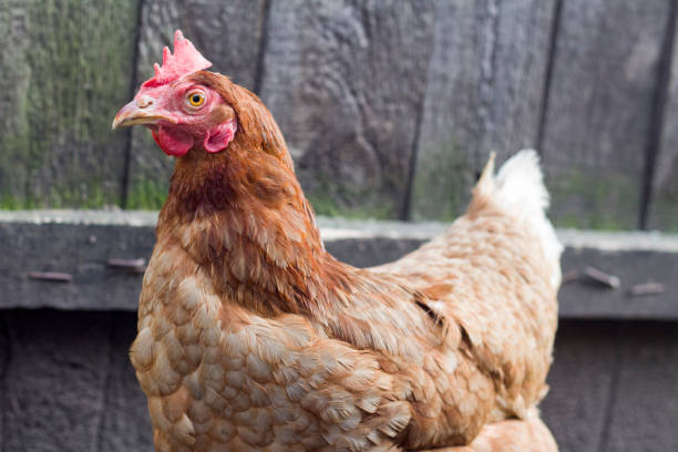 istock The cjicken close-up 1035126862