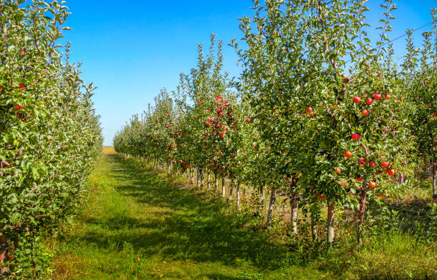 istock Fruit apple orchard with ripe apples on apple tree branches. Harvest of apples. 1035126864