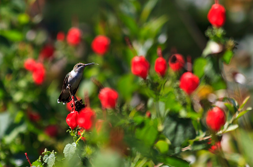 Ruby throated hummingbird perched in red bloomed Turk's Cap plant