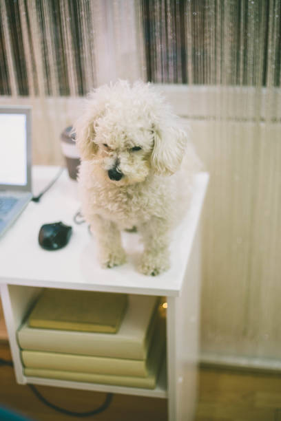 istock Dog at the office table over white background 1035131308