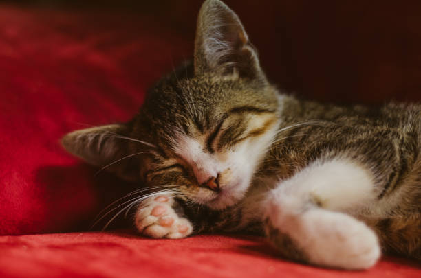 istock adorable little cute cat 1035133690