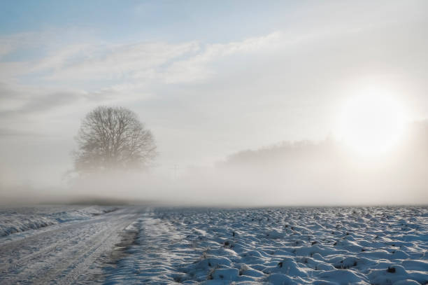 istock Cold mist over snowy road and tree 1035135722