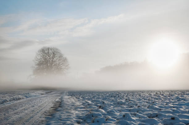 zimna mgła nad zaśnieżoną drogą i drzewem - winter lake snow fog zdjęcia i obrazy z banku zdjęć