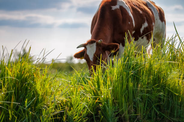 grasende kuh mit braunen und weißen flecken auf der grünen weide. weidenden kühen auf der weide entlang der uferpromenade in einer niederländischen polder-landschaft - pasture stock-fotos und bilder