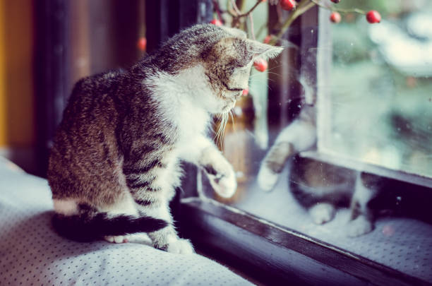 little cat waiting and playing behind window