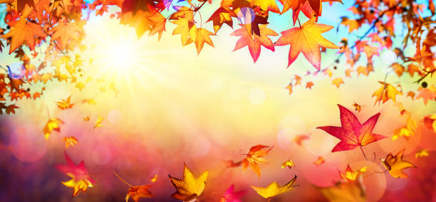 rouge d’automne chute laisse aux rayons du soleil - automne background - autumn leaf falling panoramic photos et images de collection