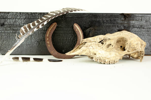 A cougar skull, front view,mouth closed,on a black background.