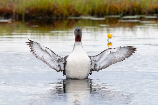 Red-Throated loon, gavia stellata, spreading wings. Red-throated loon (North America) or Red-throated diver (Britain and Ireland) in breeding plumage. Beautiful bird on tundra lake. nymphaea stellata stock pictures, royalty-free photos & images