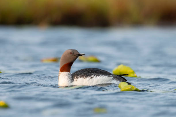 Red-Throated loon, gavia stellata, floating on tundra lake Red-throated loon (North America) or Red-throated diver (Britain and Ireland) in breeding plumage. Beautiful bird on tundra lake. nymphaea stellata stock pictures, royalty-free photos & images