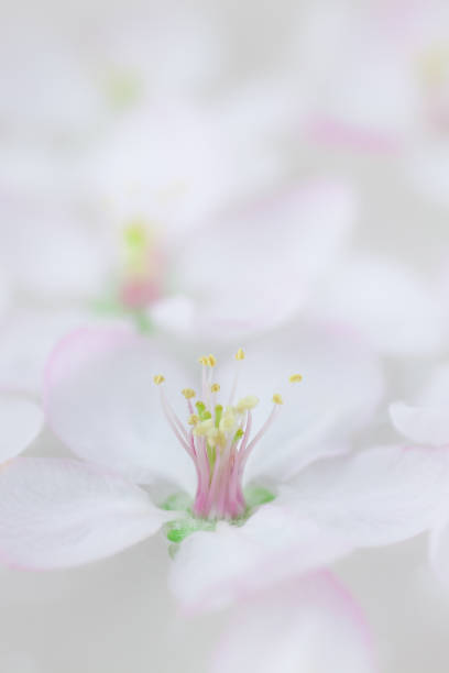 istock White flowers floating in water 1035146262